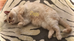 Ziggy Kingdom
