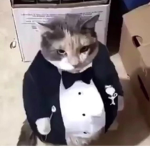 Mr.gatoXd