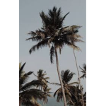 Pacific island clan