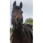 Equestrian army*