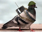 Dead Pigeon STUDIOS