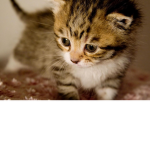 Cat Club [Official]