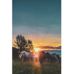 -sunrise academy-