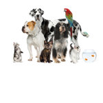 Pet Fans Turkey