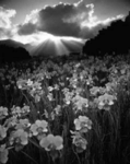 Orch1