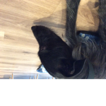Elbies cute dog group!