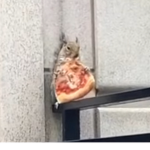 Squirrel mania