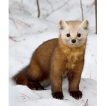 Marten Gang