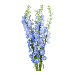 Delphinium Studios
