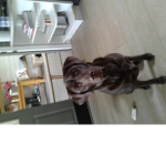 The Chocolate lab group