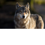 The Wolfie Squad! >:)