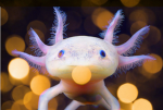 The Axolotl nation group
