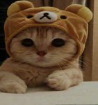 *+*KITTY EVERYONE ALLOWED AND ALSO NO BULLYING*+*
