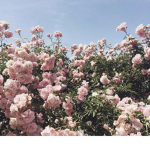 '*flower*'