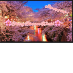 ~Cherry Blossom ~