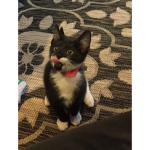 stars (the cat) united