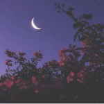 Midnight Full Moon