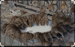 ##rat