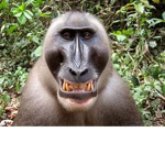 MONKEY KG WINNING