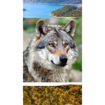 Wolfboy_HD