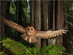Mountain View Wildlife Conservation