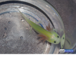 axolotl gang of coolness