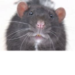 the VERY epic rat group