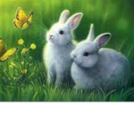 Bunny’s borrow