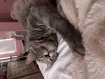 Hello_kitty11111