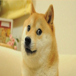 Doge clan. (only doges)