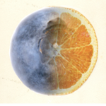 Orange Berrys