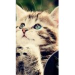 Group for cute cats