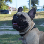 Dog Life Respect Dogs