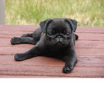 The Pug Squad Forever