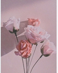 Rose's gxrden