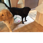 Superdogman