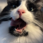 przxqq