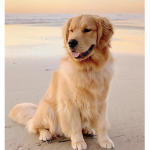 PuPpY appreciation GrOup!