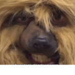 Epic monkeys only