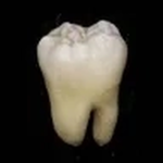 TOOTHLAND