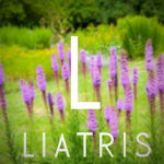 Liatris