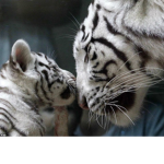 Tigers pack