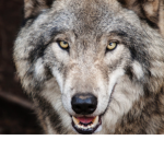 Wolf speed squad