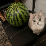 CatMelonShop