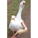 |~Duckie cult~|