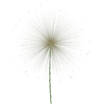 Dandelion Flower