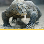 IGUANA AND TURTLE MAN