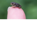 Backward Froggy :3