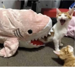 idk it's just a cat pic