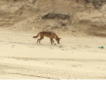 Dingos are best!